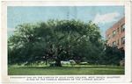 Friendship Oak On The Campus Of Gulf Park College, West Beach, Gulfport, Is One Of The Famous Members of The Liveoak Society