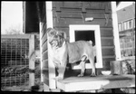 Bully Outside of Dog House by Fred A. Blocker