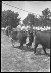 Davis Randle in Block & Bridle Club Cow Presentation by Fred A. Blocker