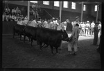 Three Cows Being Shown by Fred A. Blocker