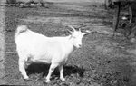 White Goat by Fred A. Blocker