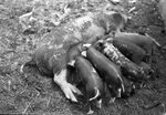 Mother Pig Lying Down Feeding Piglets by Fred A. Blocker
