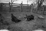 Piglets and Chickens in Pen by Fred A. Blocker