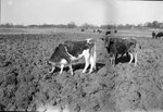 Cows Graze in Tilled Field by Fred A. Blocker