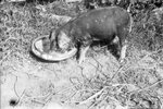 Piglet Eating from Bowl by Fred A. Blocker