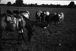 Horse and Cows Grazing by Fred A. Blocker