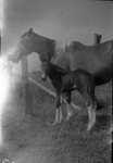 Horse and Foal by Fred A. Blocker