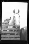 Horse Behind Fence by Fred A. Blocker