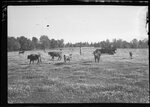 Cows and Pickup Truck in Field by Fred A. Blocker
