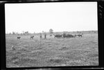 Cows Surrounding Pickup Truck in Field by Fred A. Blocker