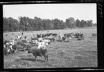 Cows and Horses in Field by Fred A. Blocker