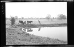 Man and Cows on Water's Edge by Fred A. Blocker