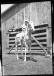 Boy on Horseback by Fred A. Blocker