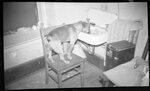 Bully Drinking from Sink by Fred A. Blocker