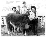 Junior 4-H Livestock Judging Team, 1966