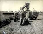 Harvesting of crop in tractor