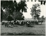 MSU Hereford Cattle