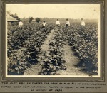 Application of nitrate of soda on cotton field