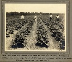 Cotton field without nitrate of soda