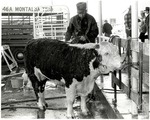 Hereford Bull being washed