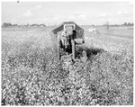 Cotton Harvester