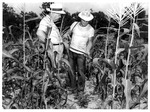 Corn Crop Pesticide