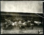 Cattle at Barn
