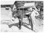 Man Measuring Donkey