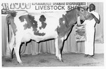 Grand Champion Guernsey Dairy Cow