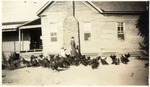 John Gully Farm Flock