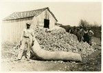 Bales of Cotton